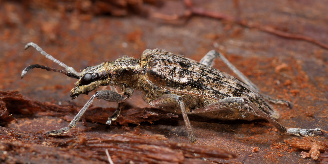 Cerambicidae: Rhagium inquisitor?  Sì, femmina
